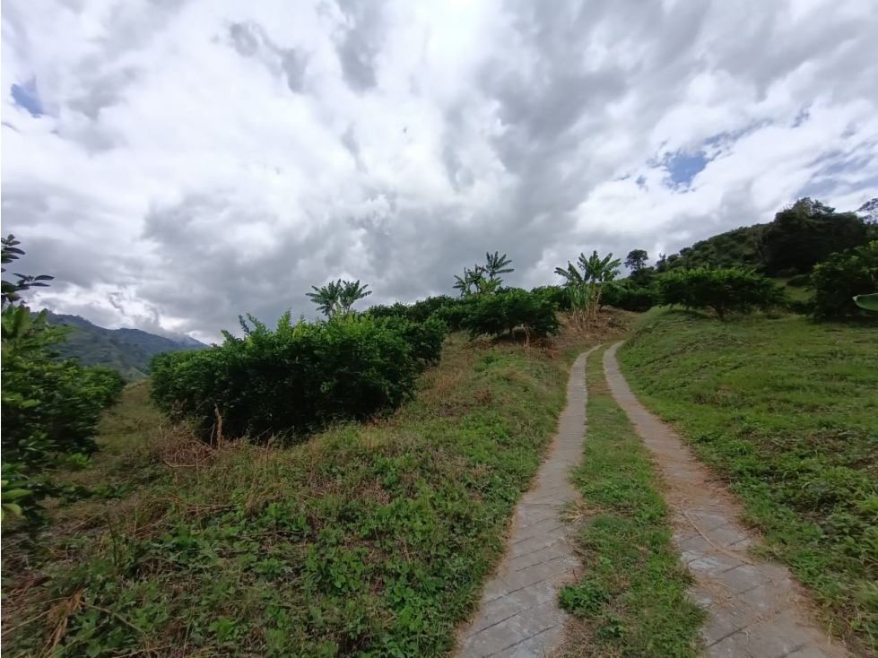 Se Vende Finca En Buenavista - Quindío - 6