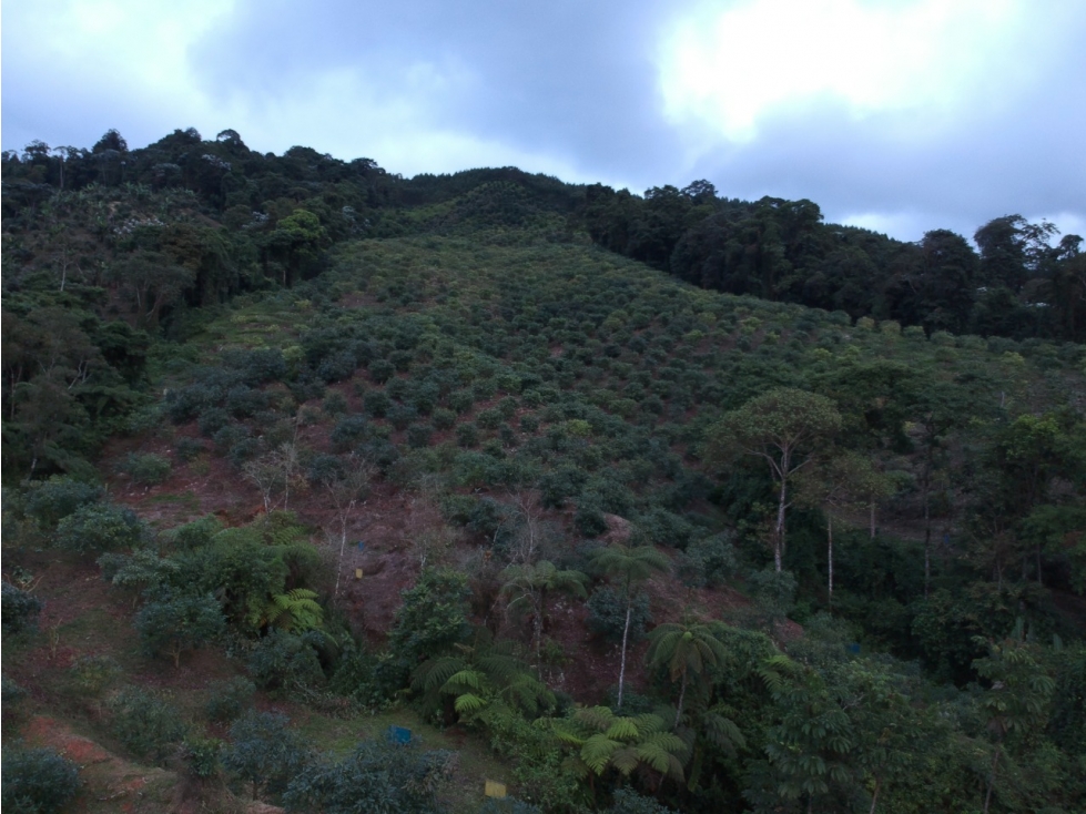 Se Vende Finca Caicedonia Valle del Cauca - 5