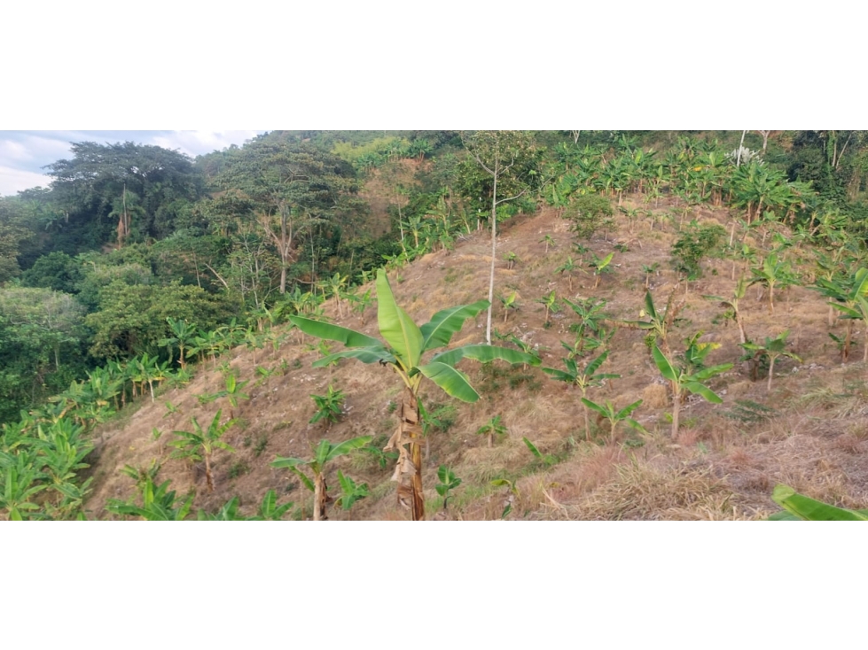 Se vende Finca Sardineros Córdoba — foto 3