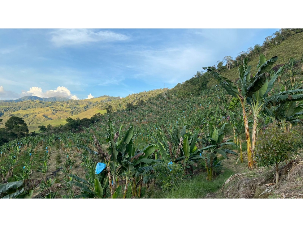 Se vende Finca Alban Valle del Cauca — foto 2