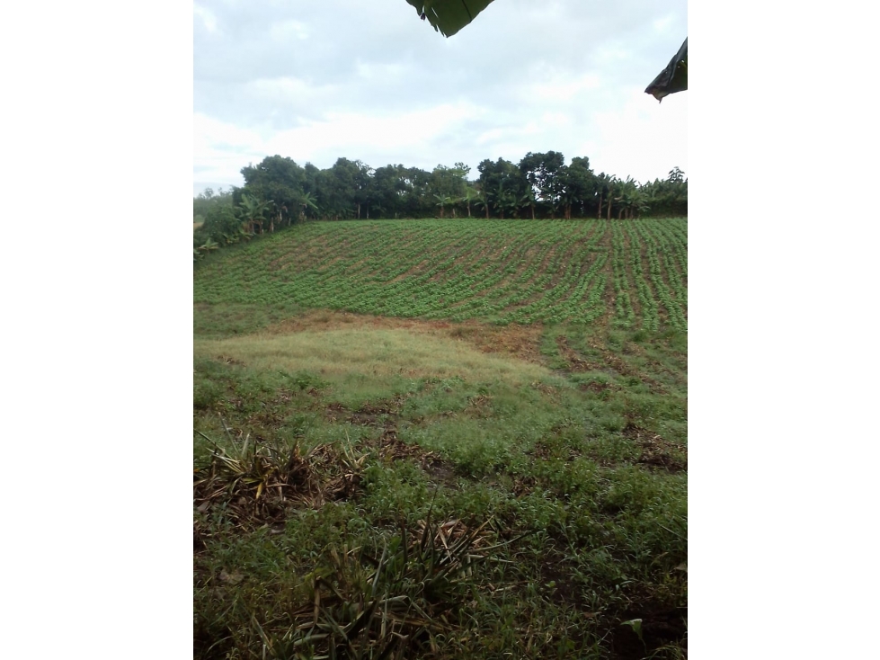 Se Vende Lote Armenia Vía Pueblo Tapao - 1