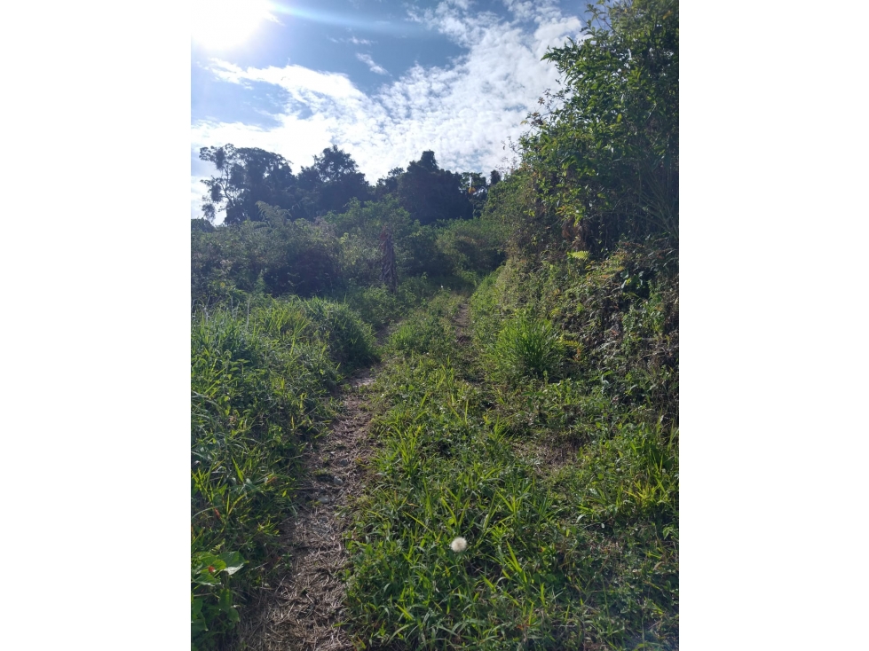 Se vende Finca En Caicedonia - Valle Del Cauca - 3