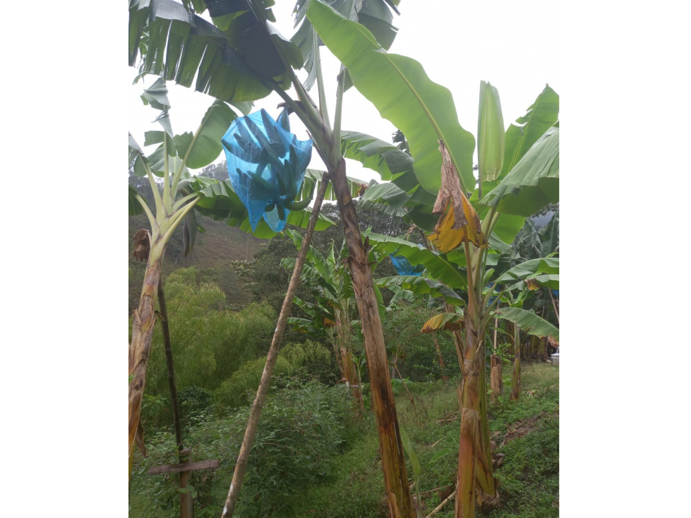 Se Vende Finca En Cordoba - Quindío - 6