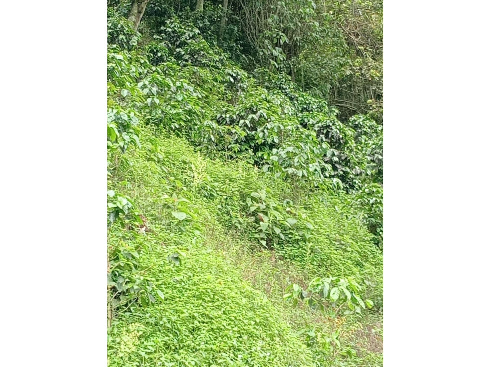 Se Vende Finca En Pijao Quindío - 1