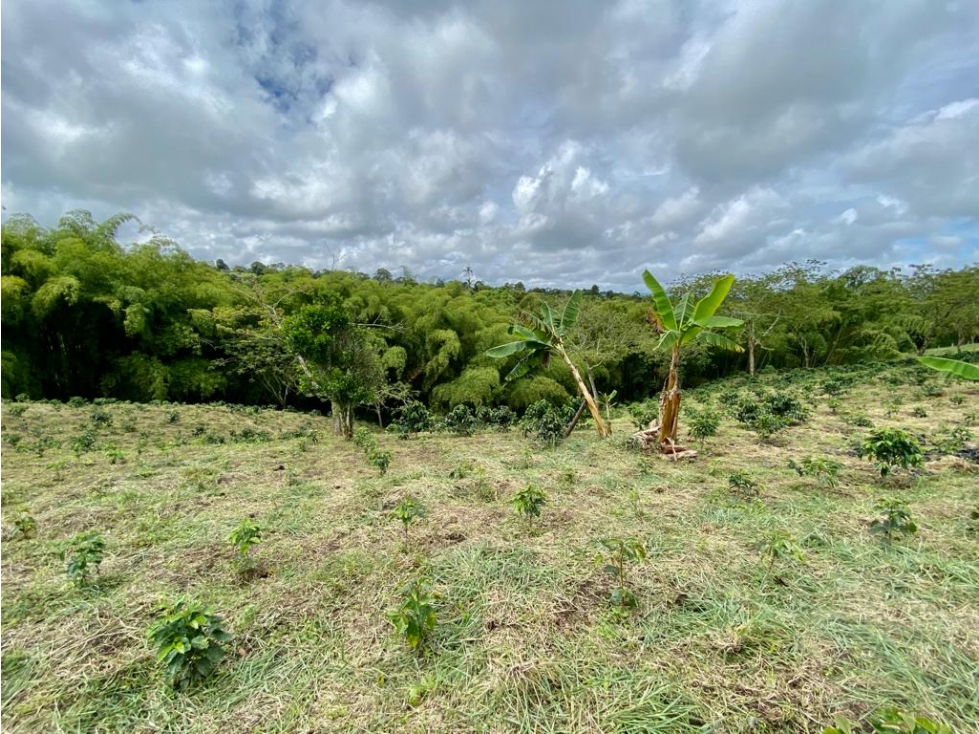 Se Vende Finca En Circasia - Quindío — foto 2