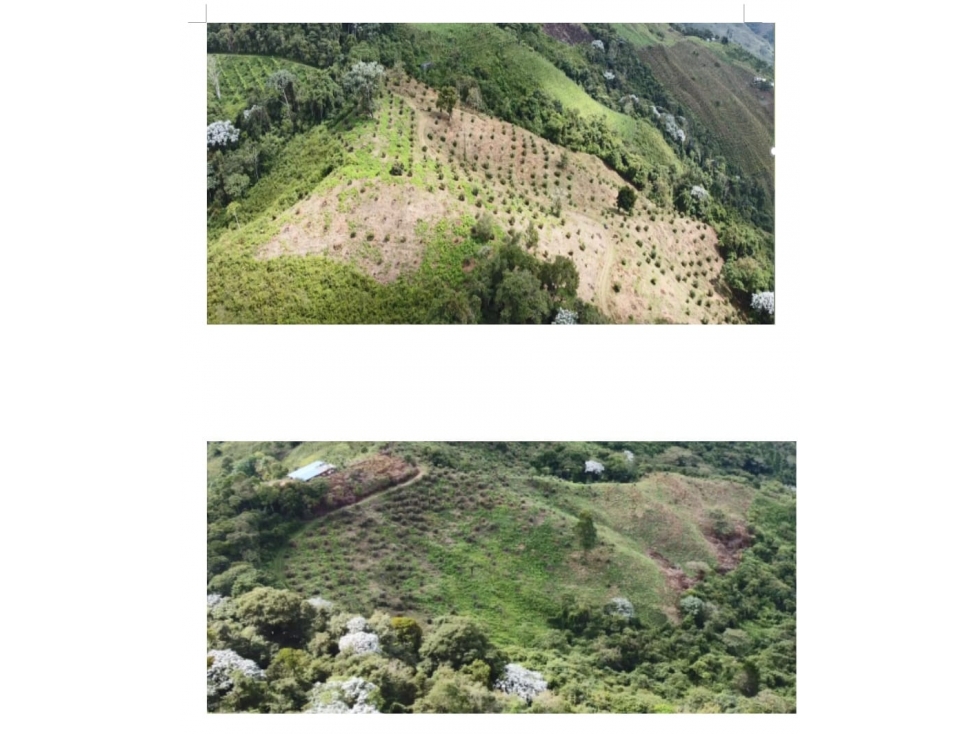 Se Vende Finca En Genova - Quindío - 4
