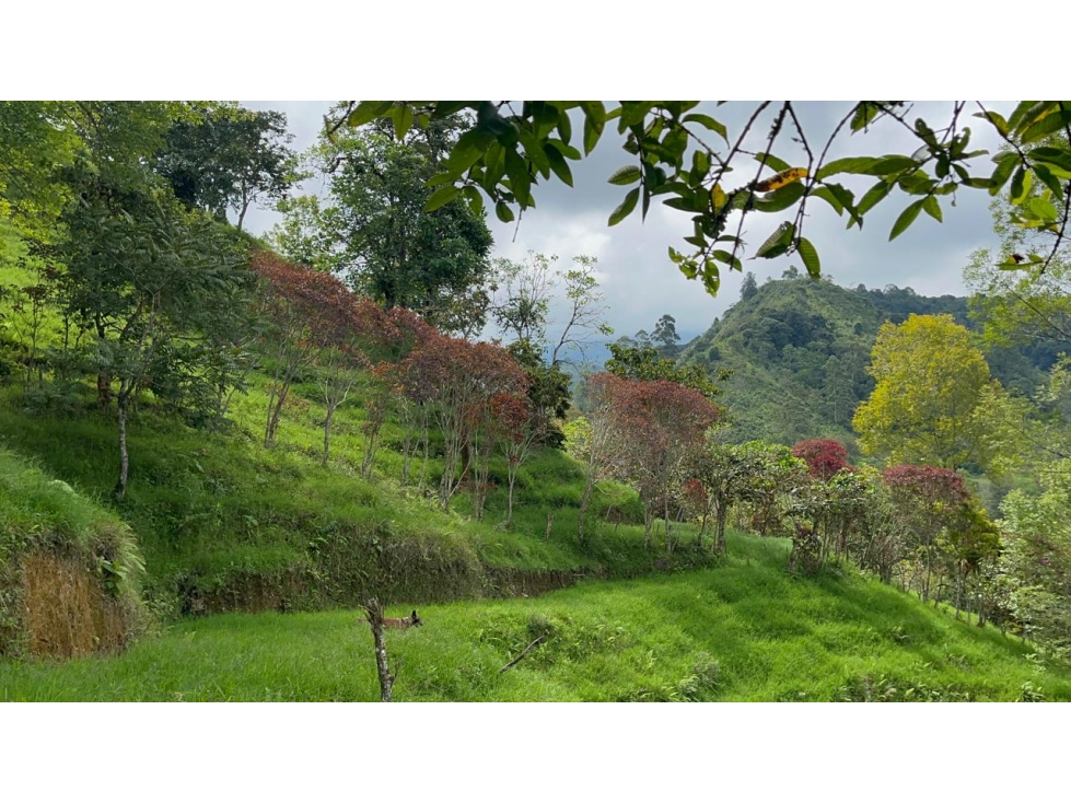 Se Vende Lote En Salento - Quindío - 4