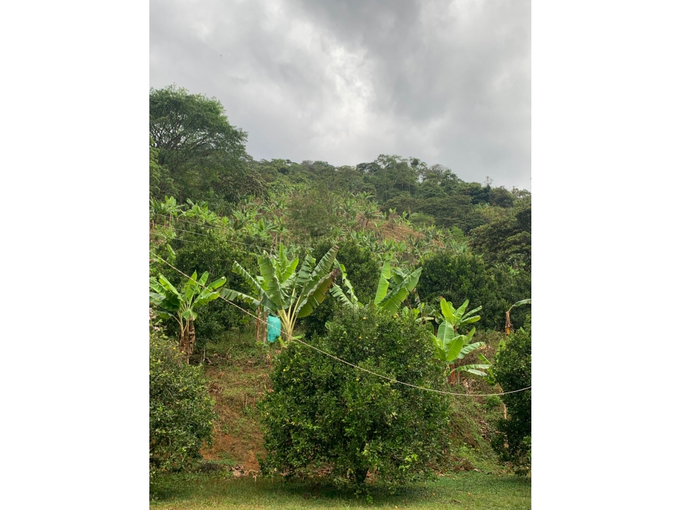 Se Vende Finca En Caicedonia - Valle Del Cauca - 3