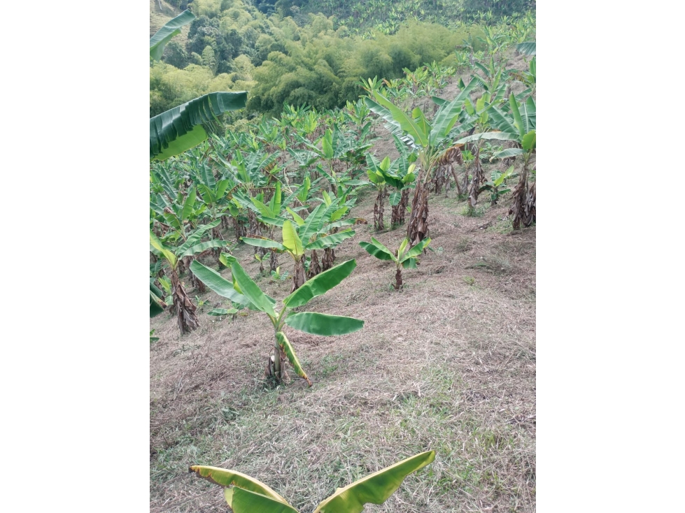 Se Vende Finca En la Celia - Risaralda - 2