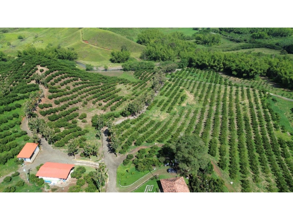 Se Vende Finca En Cítricos Vía Río Verde - Barragán - Quindío - 2