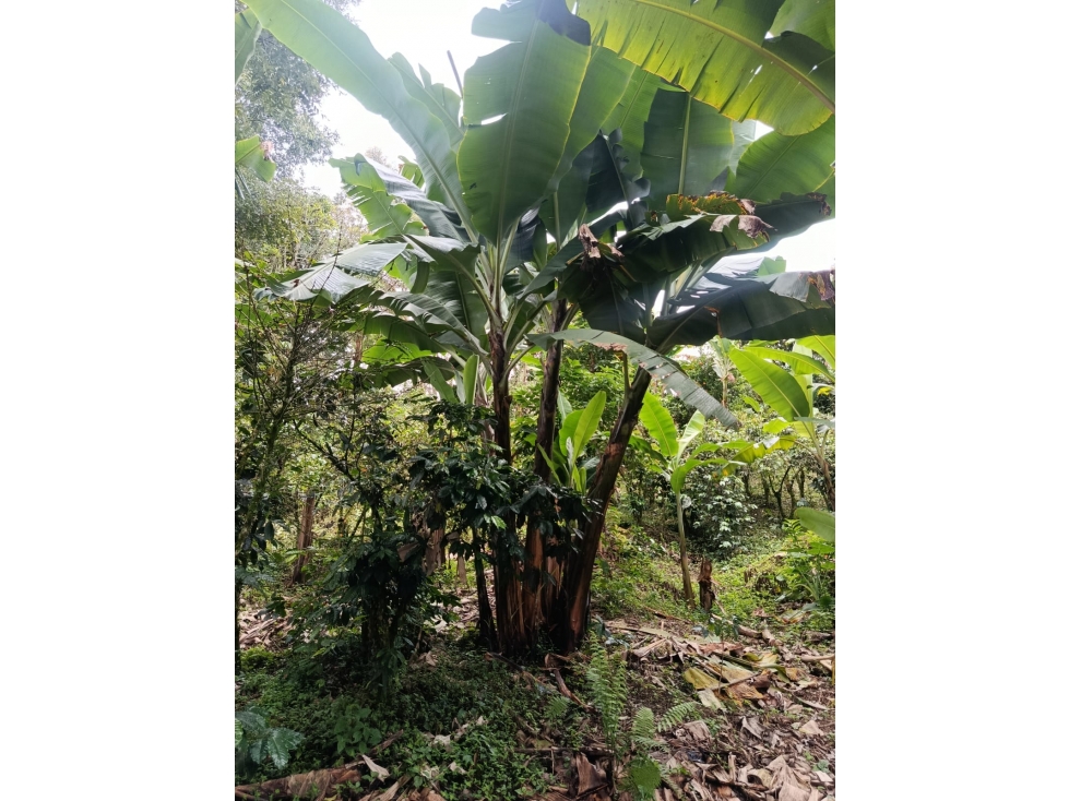 Se Vende Finca En Calarcá - Quindío - 4