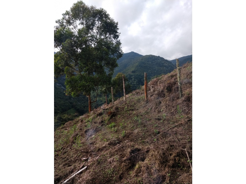 Se Vende Finca En Sevilla Valle del Cauca - 2