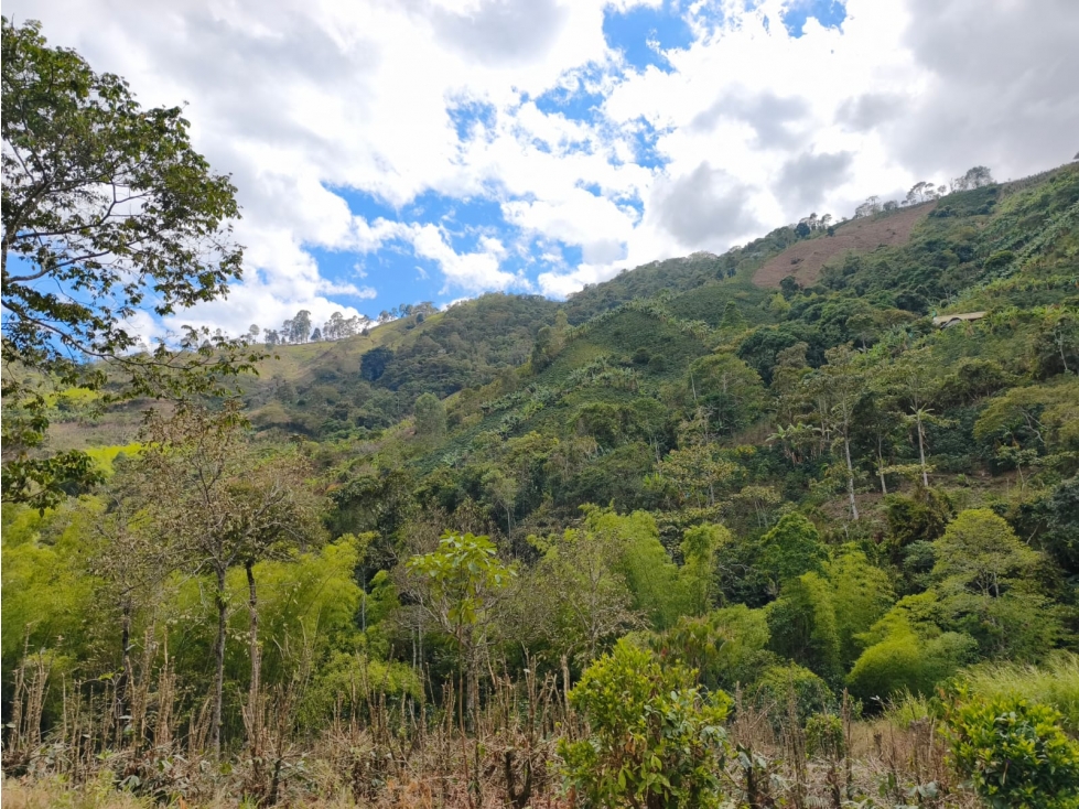 Se Vende Finca Ubicada en Genova - Quindío. - 2