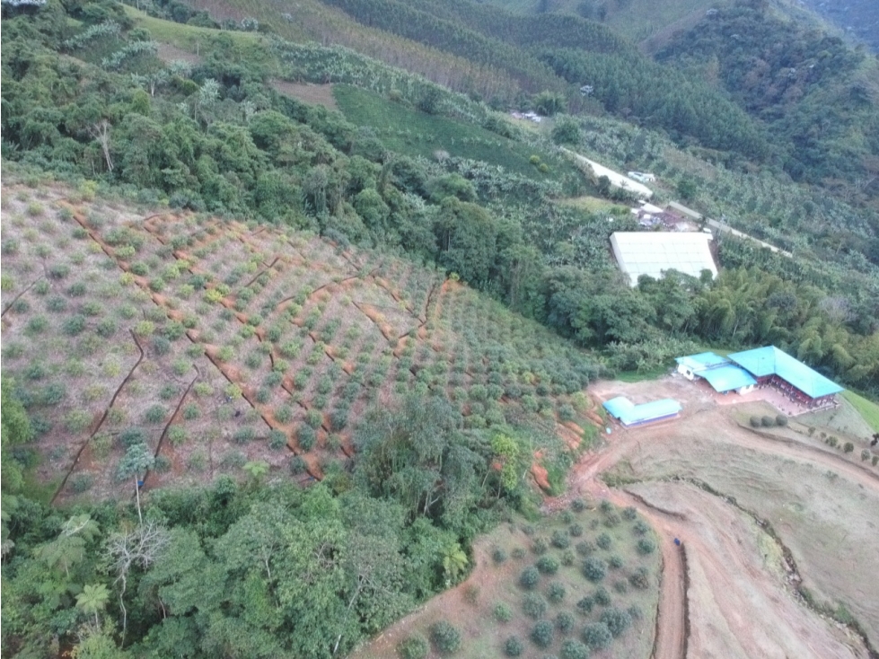 Se Vende Finca Caicedonia Valle del Cauca - 3