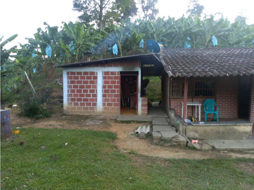 Se Vende Finca En Pijao - Quindío - 2