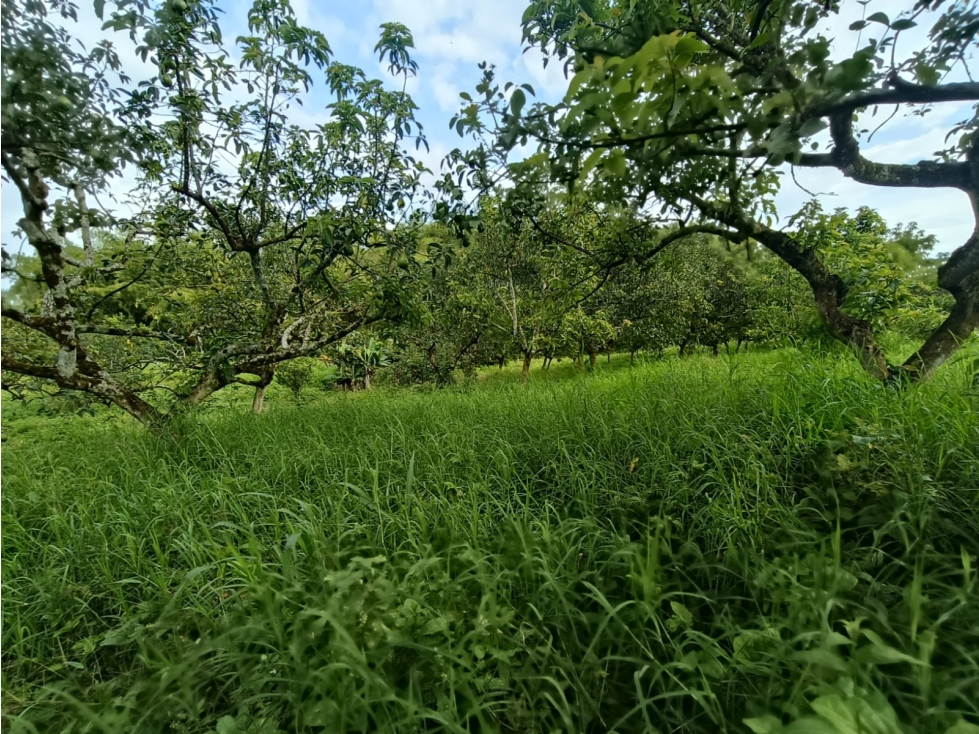 Se Vende Finca En Puerto Espejo - Armenia - Quindío. — foto 5