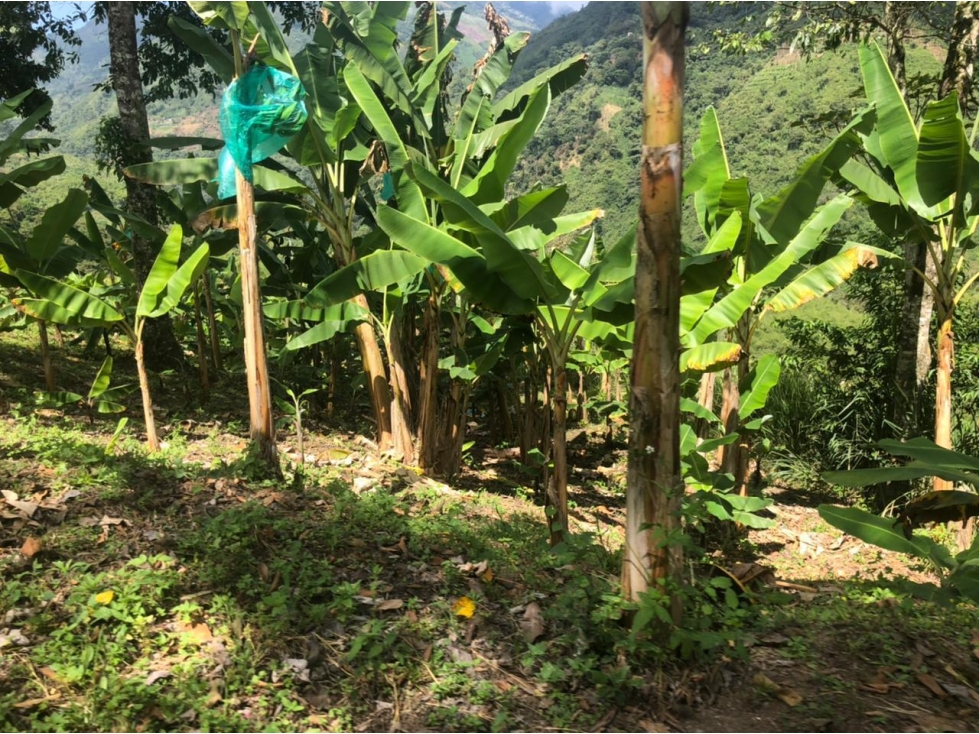 Se Vende Finca En Pijao - Quindío - 4