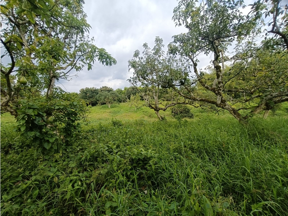 Se Vende Finca En Puerto Espejo - Armenia - Quindío. — foto 4
