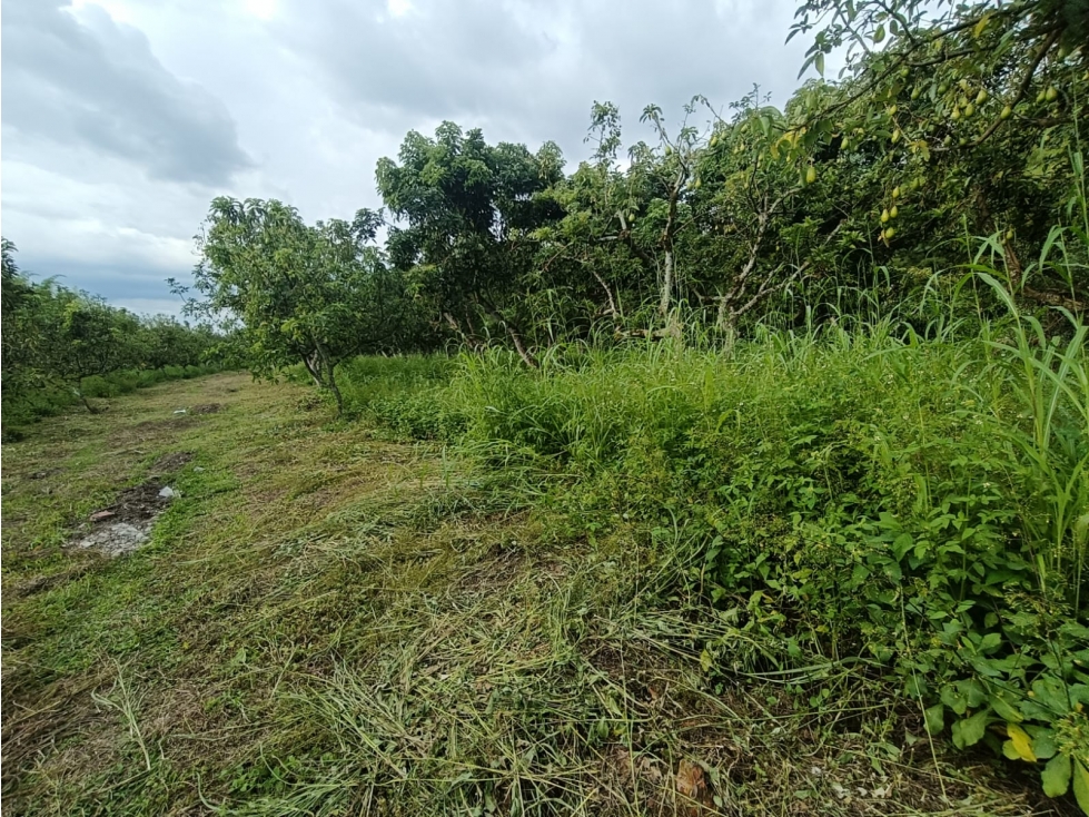 Se Vende Finca En Puerto Espejo - Armenia - Quindío. — foto 2