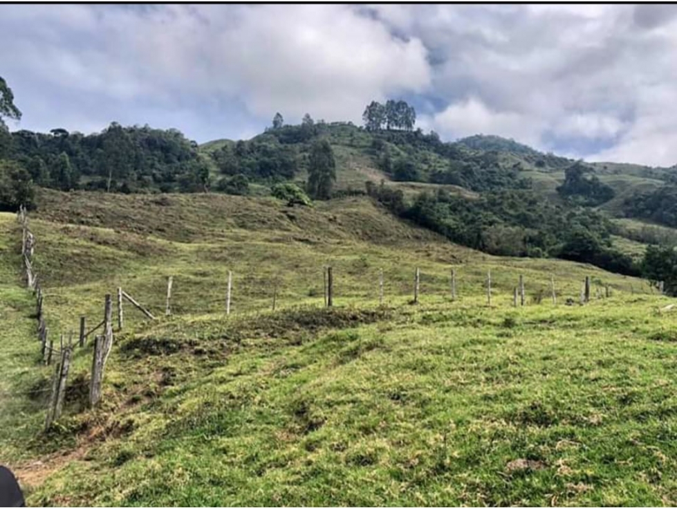 Se Vende Finca Ubicada en Génova - Quindío - 3