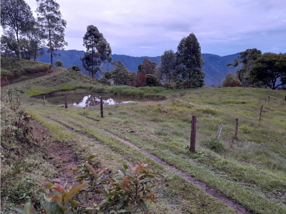 Se Vende Finca en Génova - Quindío - 6