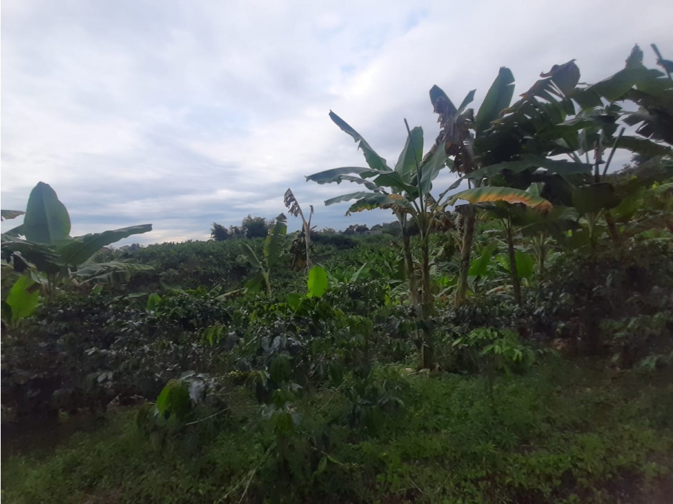 Se Vende Finca En La Y De Calarcá Quindío. - 6