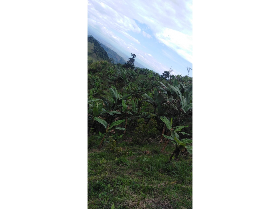 Se vende Finca Ansermanuevo Valle del Cauca - 3