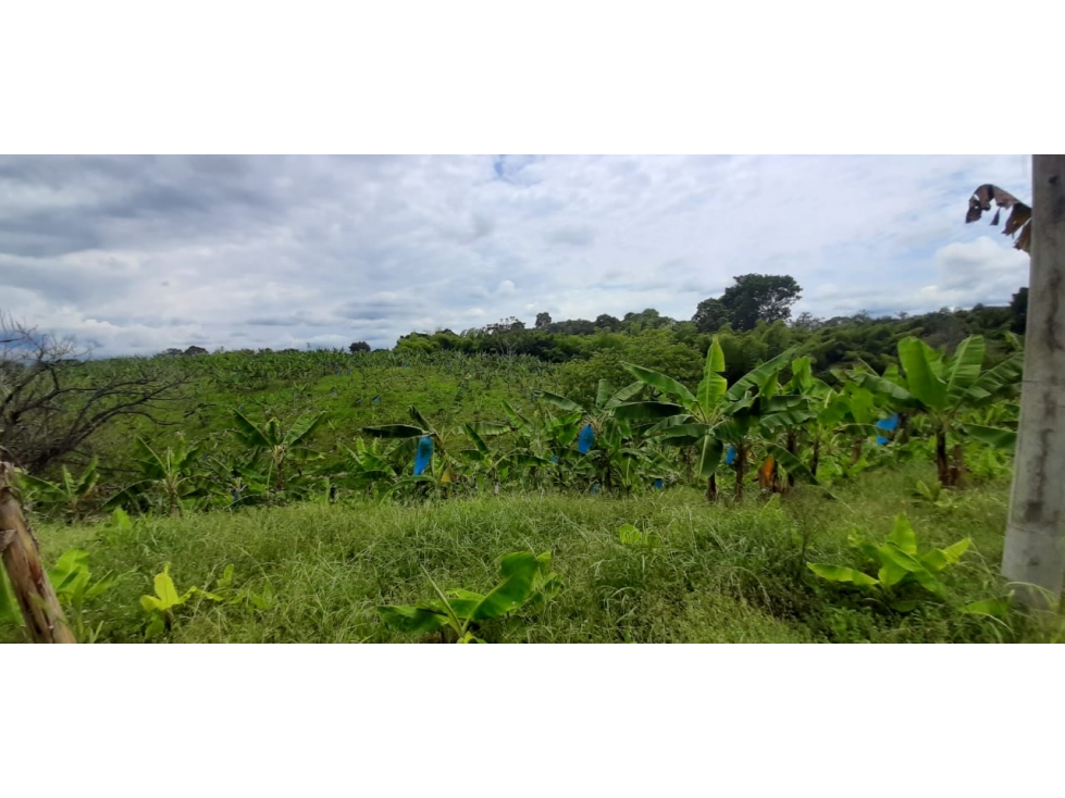 Se vende Finca Pueblo Tapao Quindío - 3