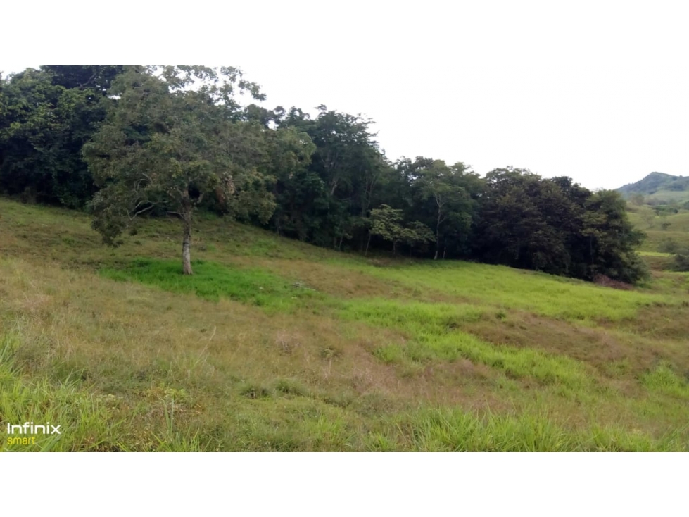 Se vende Finca La Uribe Valle del Cauca - 3