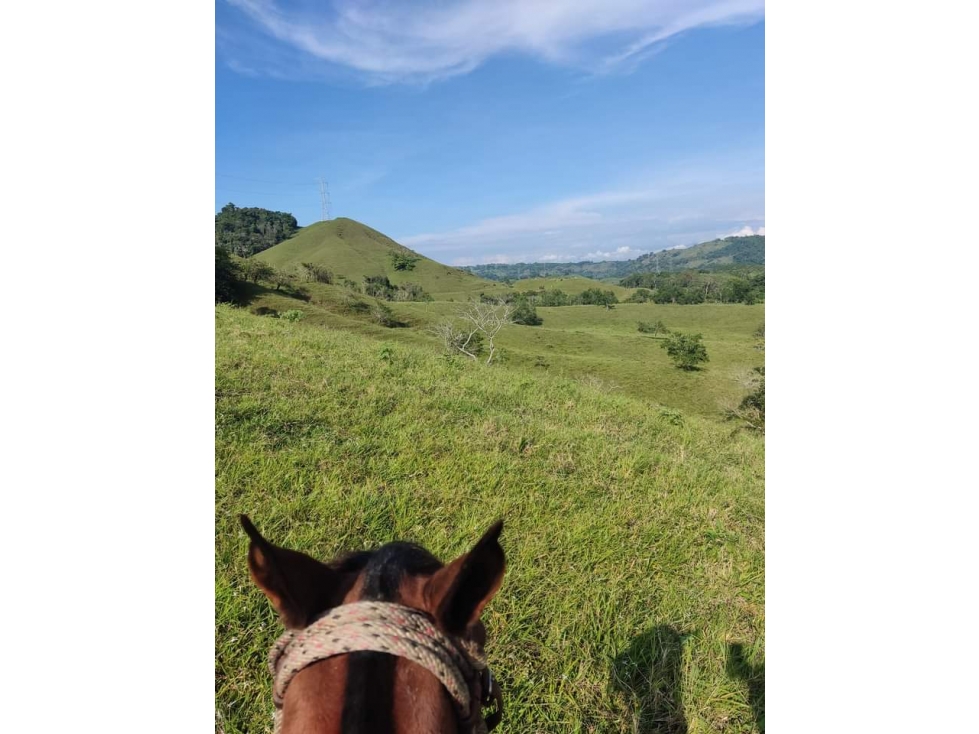Se Vende Finca En Cerritos - Risaralda — foto 3