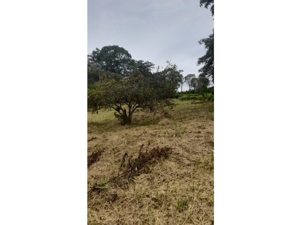 Se Vende Lote S. Caimo - Quindío — foto 3
