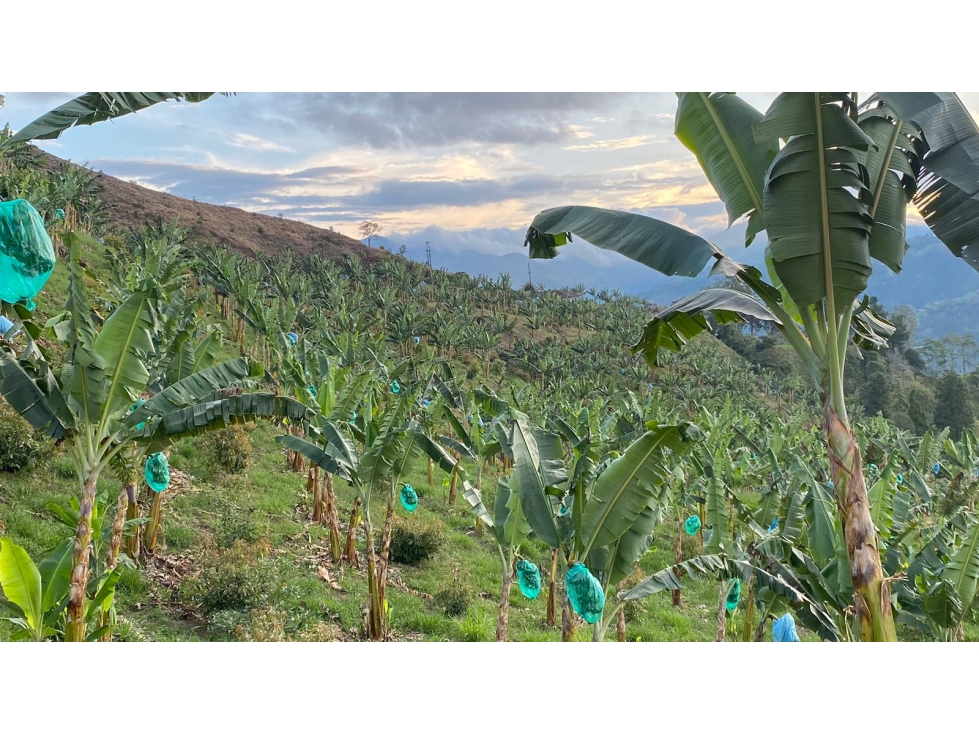 Se vende Finca Alban Valle del Cauca — foto 3