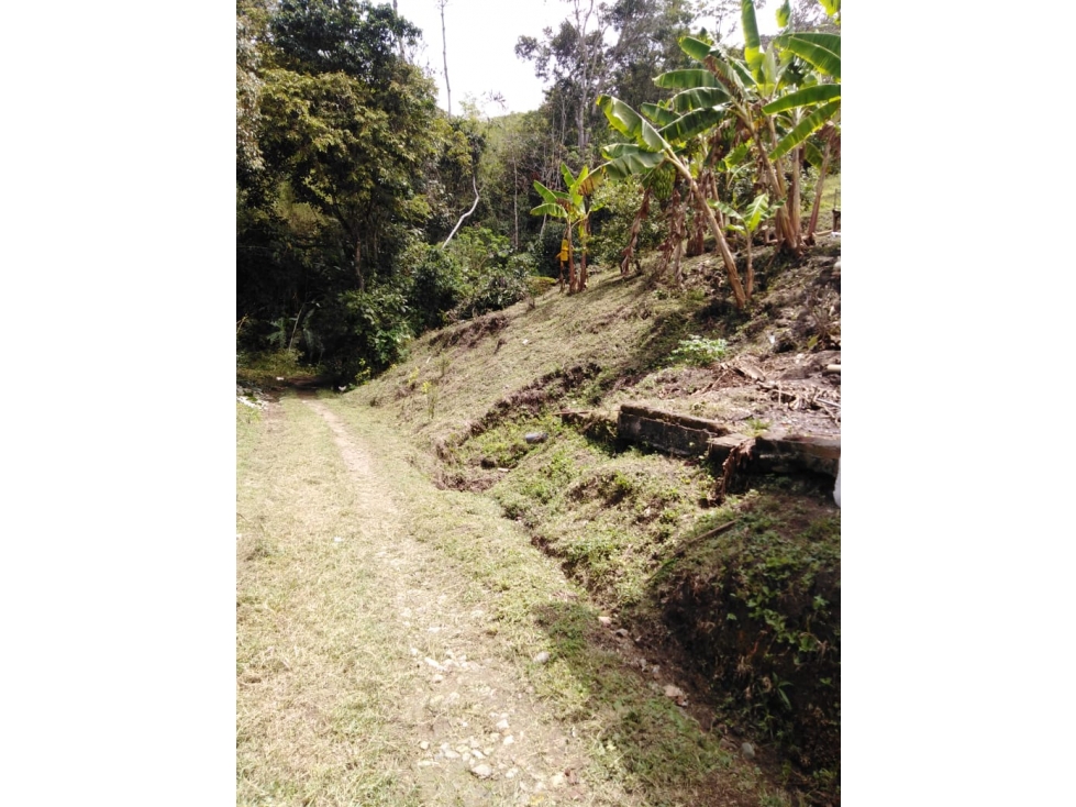 Se Vende Finca En Pijao Quindío - 3