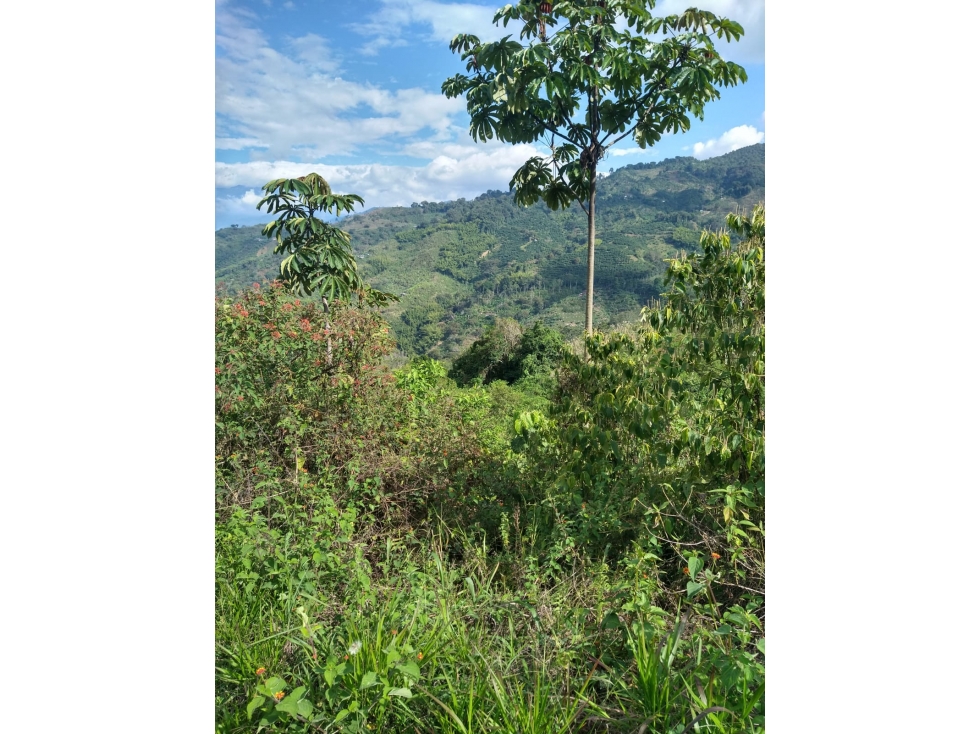 Se vende Finca En Caicedonia - Valle Del Cauca - 4