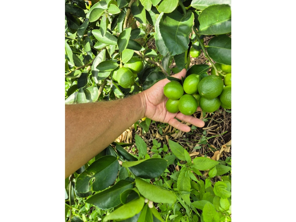 Se Vende Finca En Valle Del Cauca - 4
