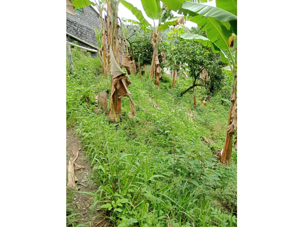 Se Vende Finca En Pijao Quindío - 3