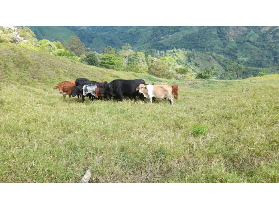 Se Vende Finca En Pijao Quindío - 6