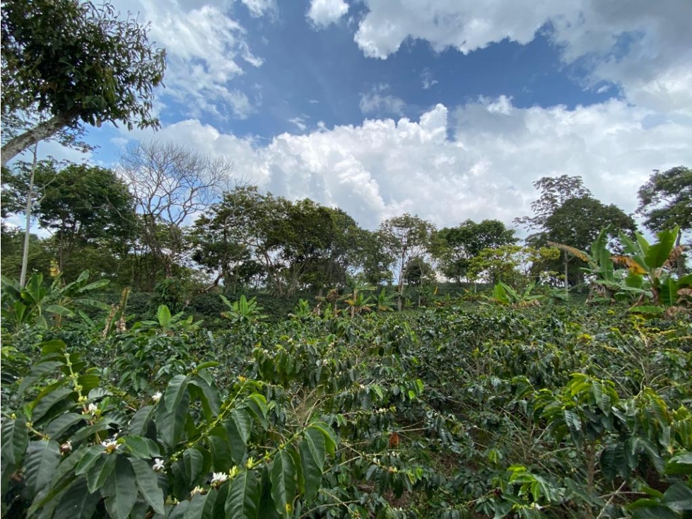 Se Vende Finca En Circasia - Quindío — foto 3