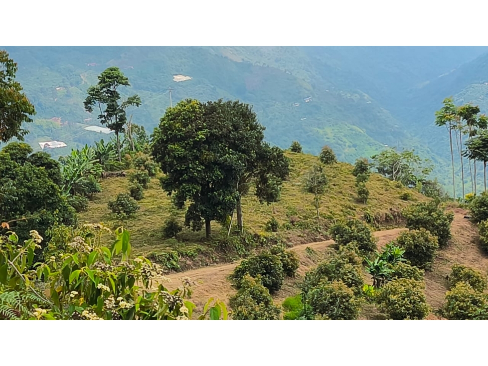 Se Vende Finca En Genova - Quindío - 5