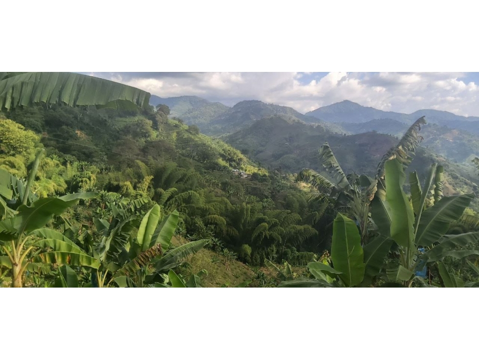 Se Vende Finca En Cordoba - Quindío - 6