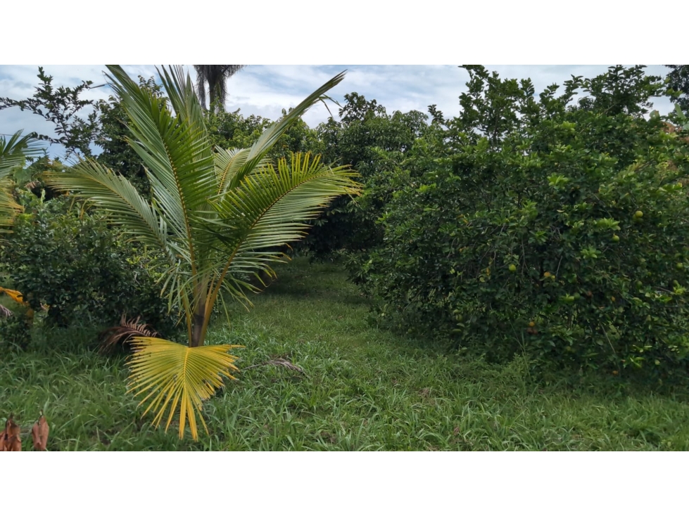 Se Vende Lote En Andalucia - Valle Del Cauca - 3