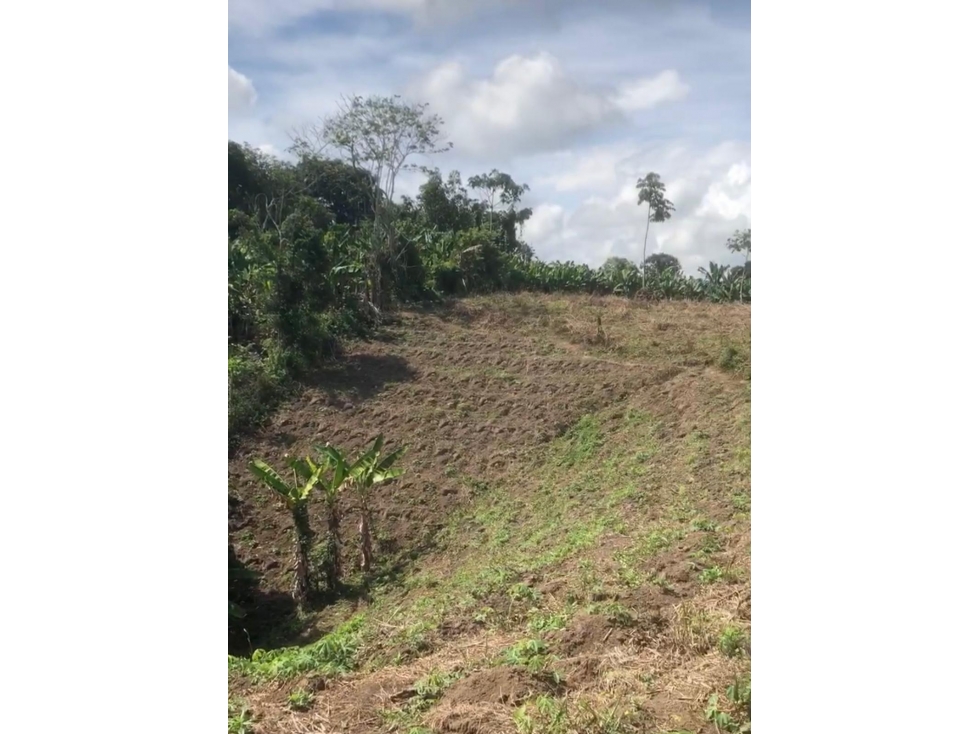 Se Vende Lote S. Panaca - Quimbaya - 5