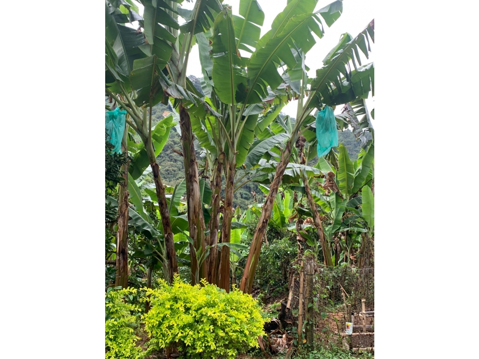 Se Vende Finca En Caicedonia - Valle Del Cauca - 4
