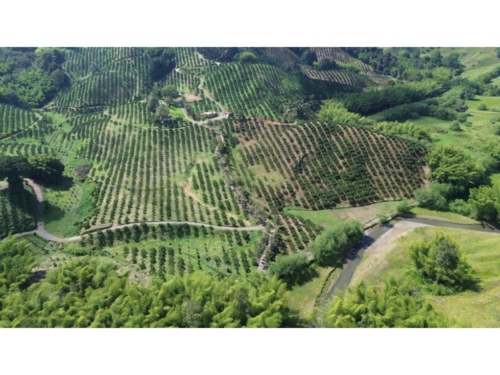 Se Vende Finca En Cítricos Vía Río Verde - Barragán - Quindío - 3
