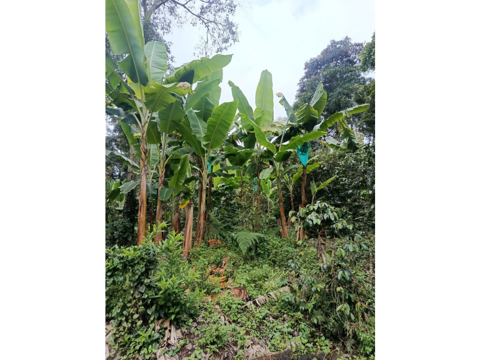 Se Vende Finca En Calarcá - Quindío - 5