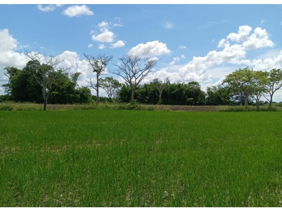 Se Vende Finca En Fuente de oro - Meta - 2