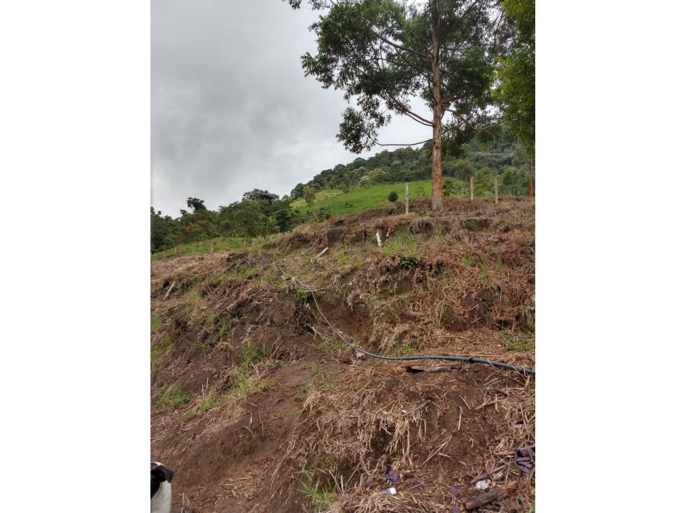 Se Vende Finca En Sevilla Valle del Cauca - 3