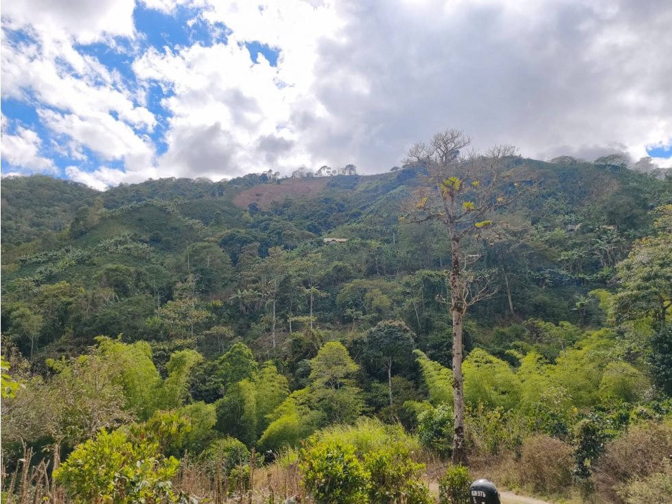 Se Vende Finca Ubicada en Genova - Quindío. - 3