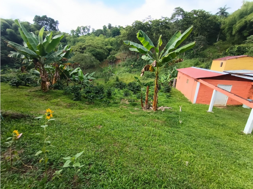 Venta Finca en Buenavista de 17 cuadras - 5