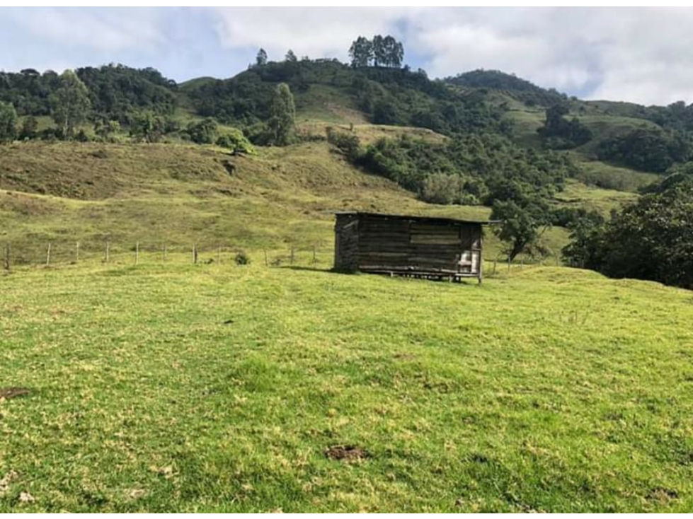 Se Vende Finca Ubicada en Génova - Quindío - 4